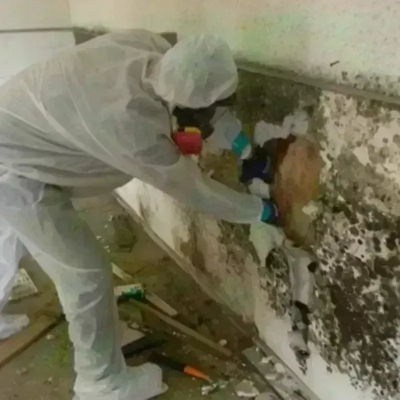 Mold Remediation and Removal in South Gastonia, NC